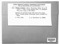 Tilletia sphaerococca image